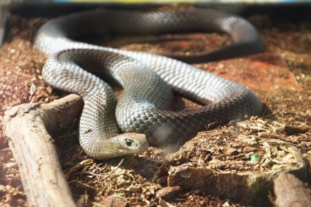 12 Ways Global Warming Is Affecting Snake Behavior