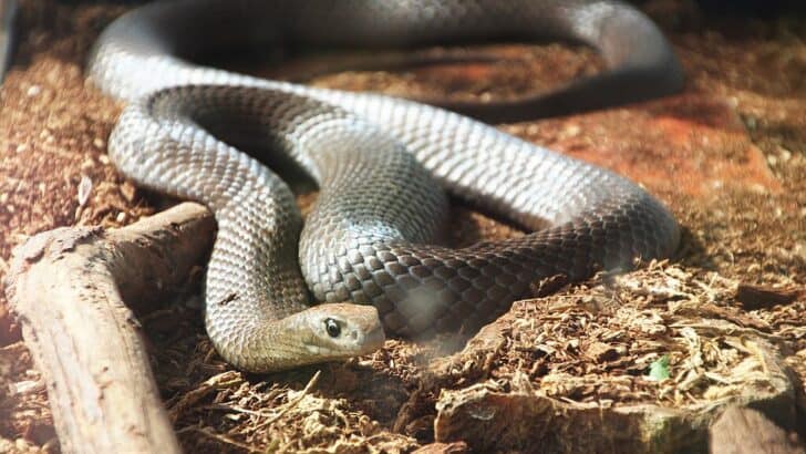 12 Ways Global Warming Is Affecting Snake Behavior