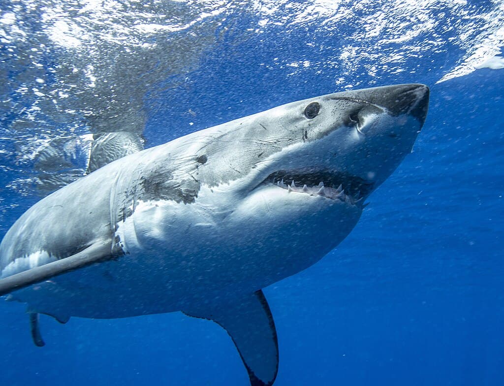 Guadalupe Island: Weißer Hai unter Wasser