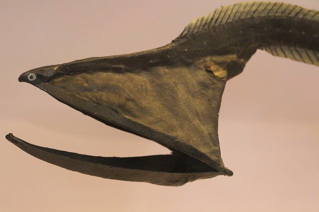 Hal - Eurypharynx pelecanoides