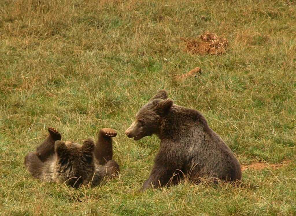 Cantabrian brown bears