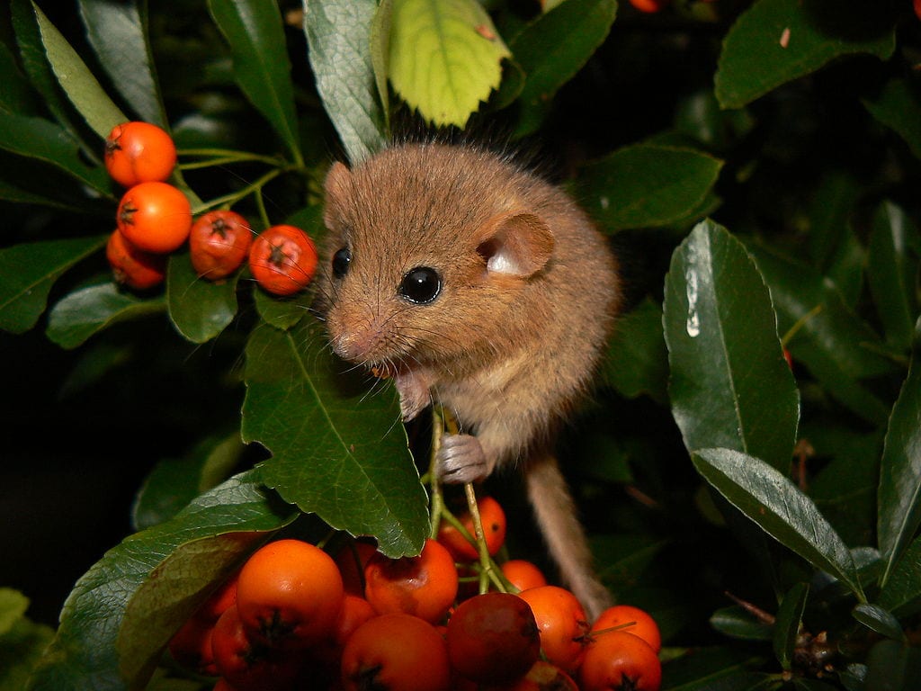 Hazel dormouse