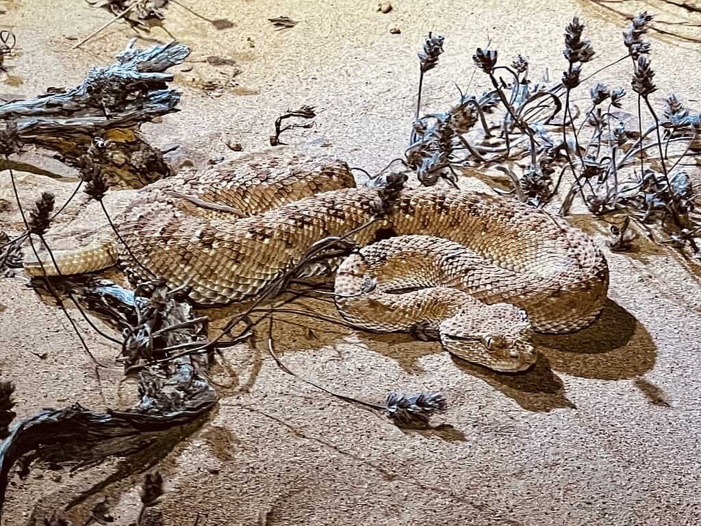 Desert Horned Viper