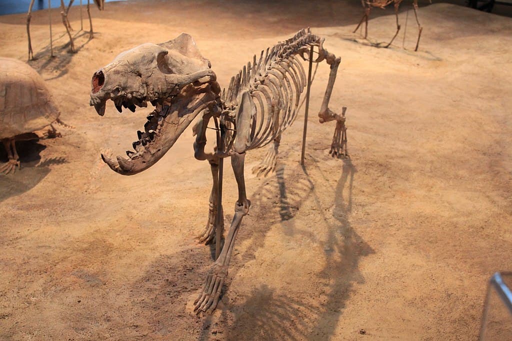 Hyaenodons