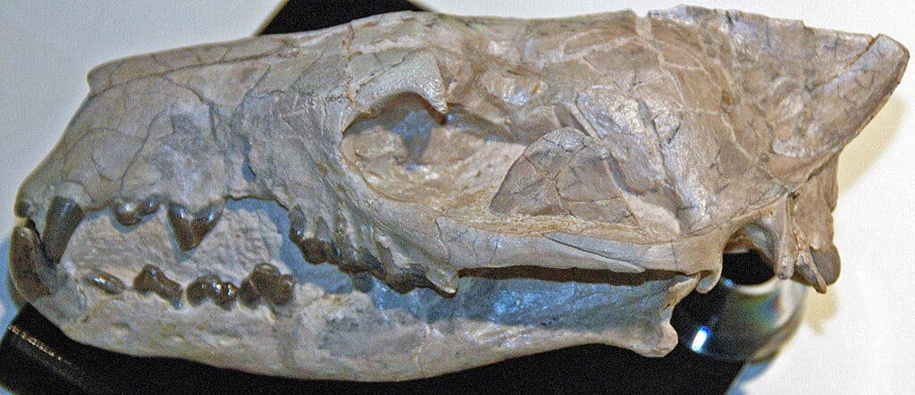 Hyaenodon
