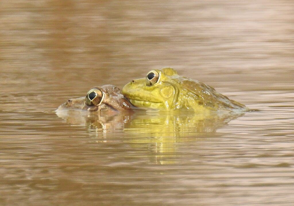 Indian Bullfrogs