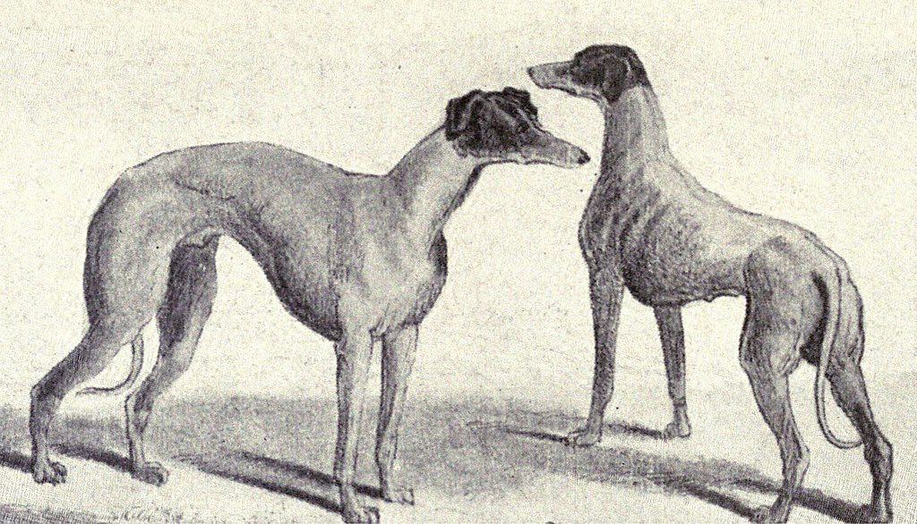 Kangaroo Greyhound