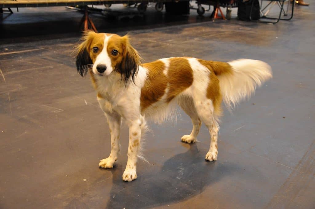 Kooikerhondje