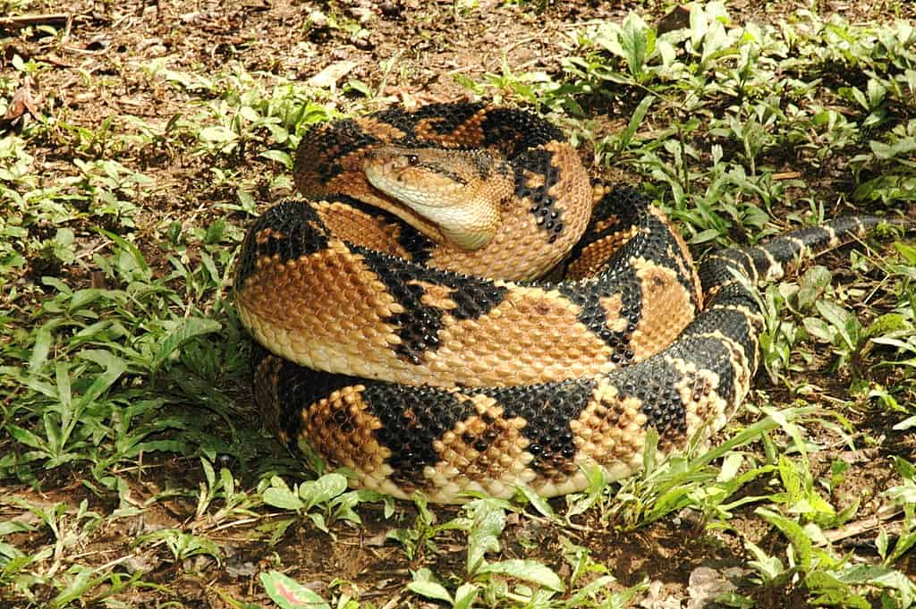 Bushmaster