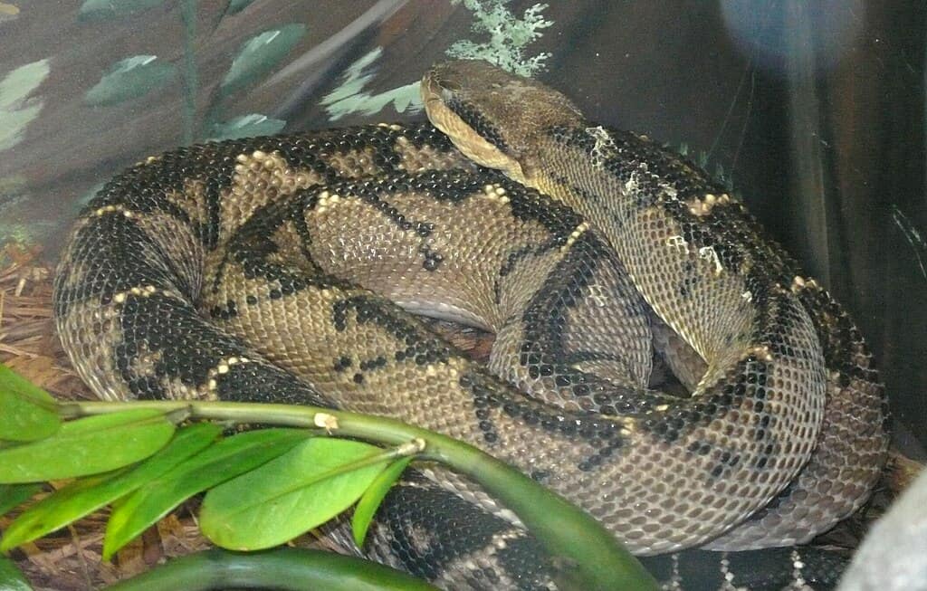 Central American bushmaster