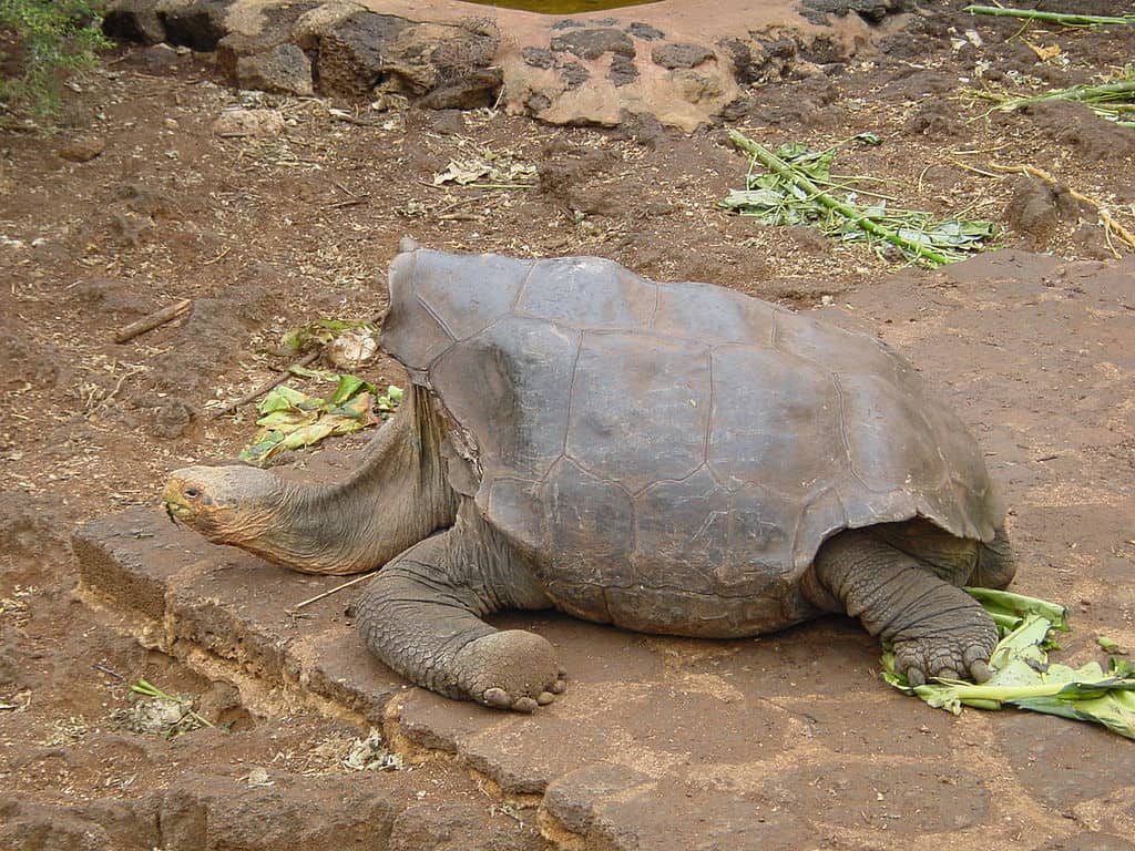 Pinta Island Tortoise