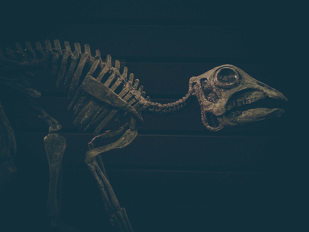 Maiasaura