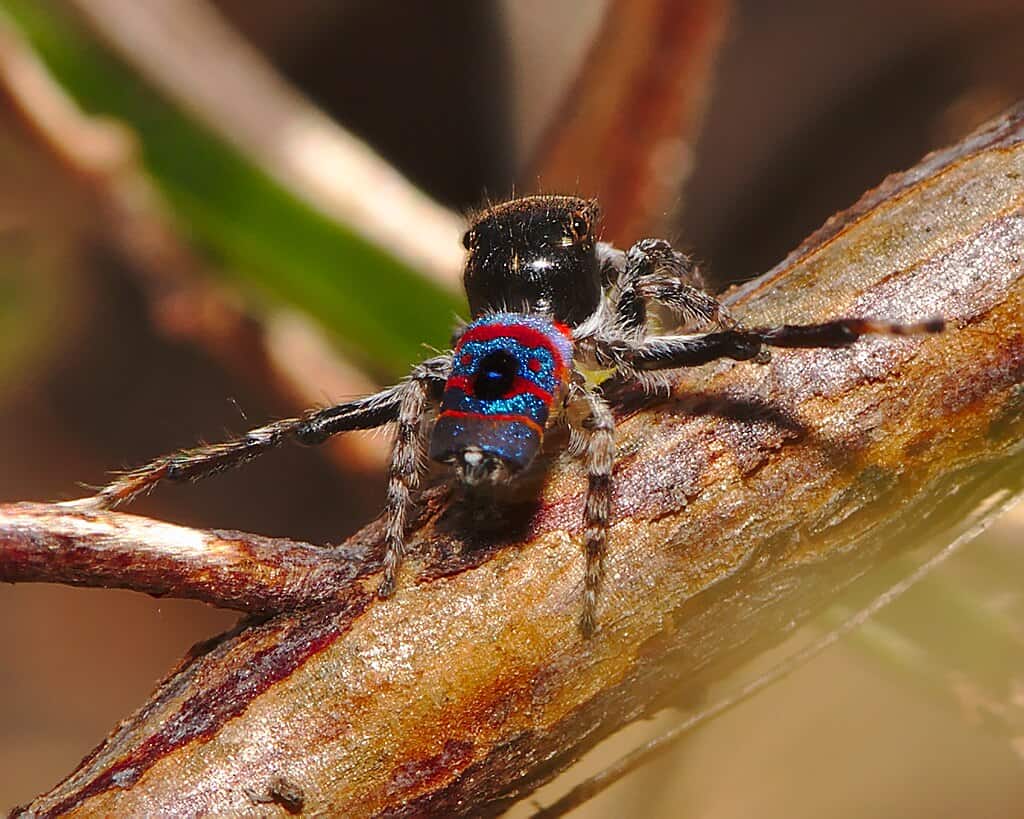 Peacock Spider