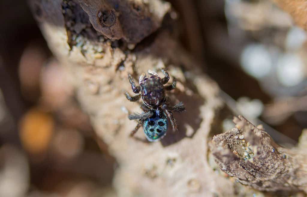 male peacock jumping spider