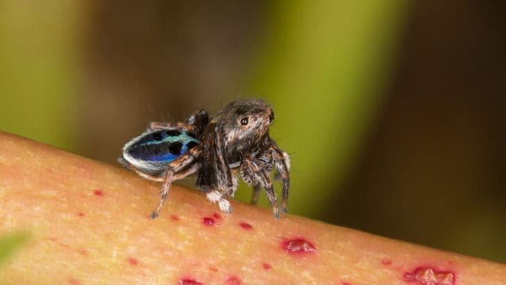 Male Peacock Jumping Spider