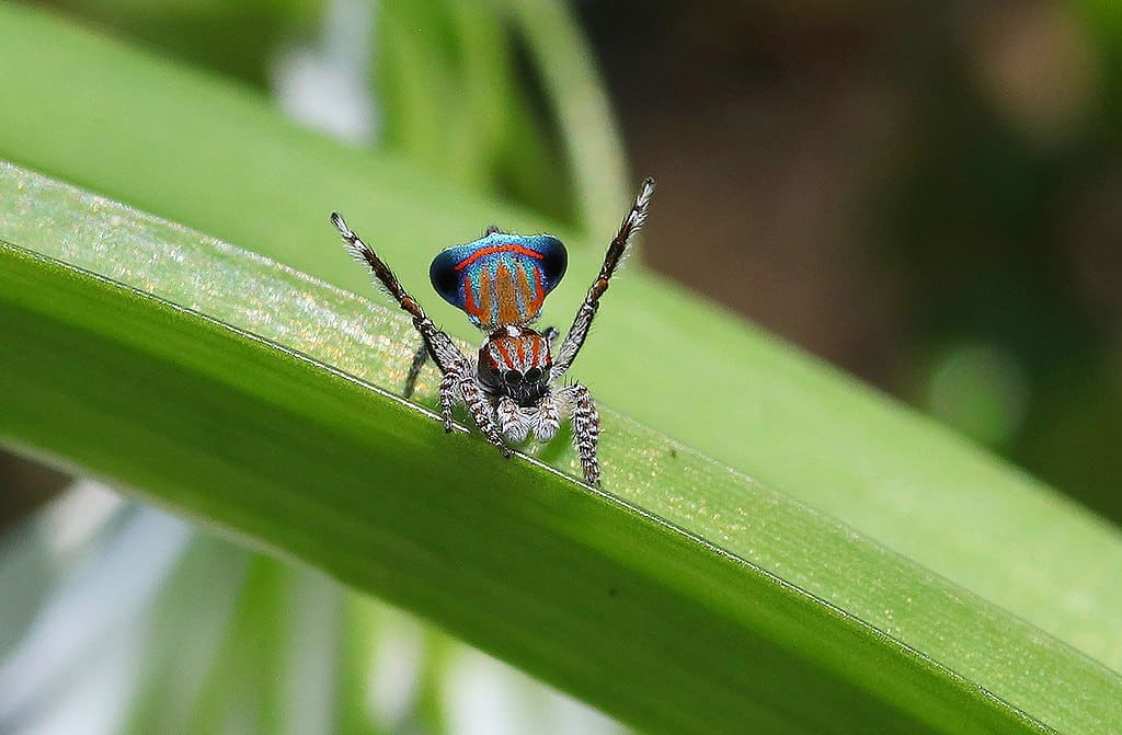 Peacock Spider