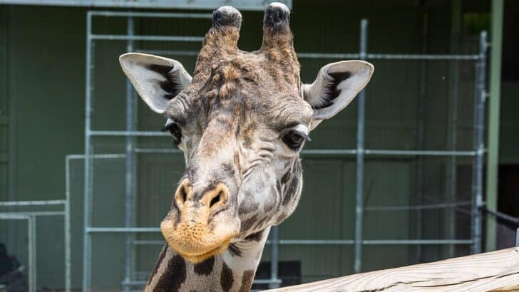 9 Unusual Animal Sleep Patterns That Will Surprise You