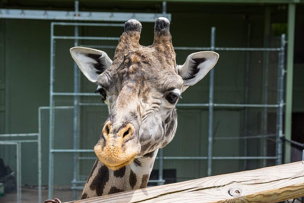 Giraffe