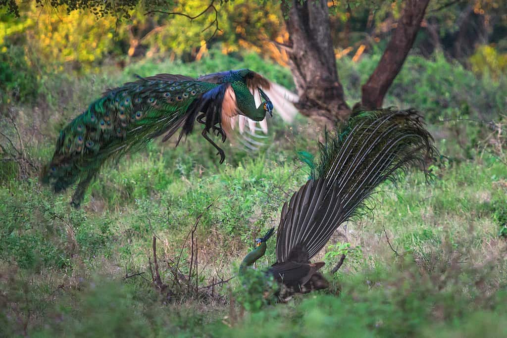 Two green peacocks (Pavo muticus) fighting at Bekol Savannah, Baluran National Park, Indonesia