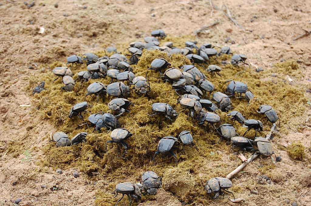 dung beetles having a feast