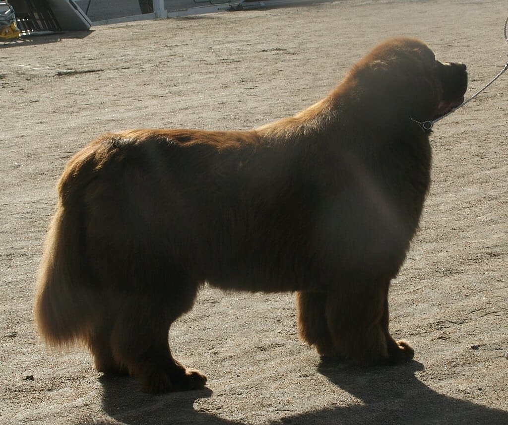 newfoundland