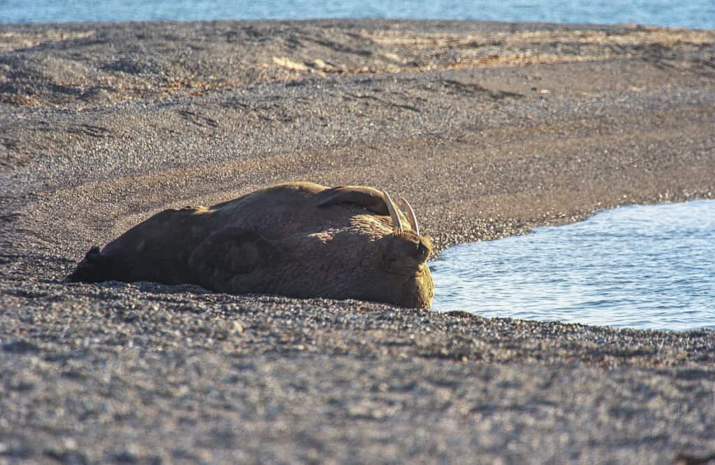 Sleeping Walrus. 