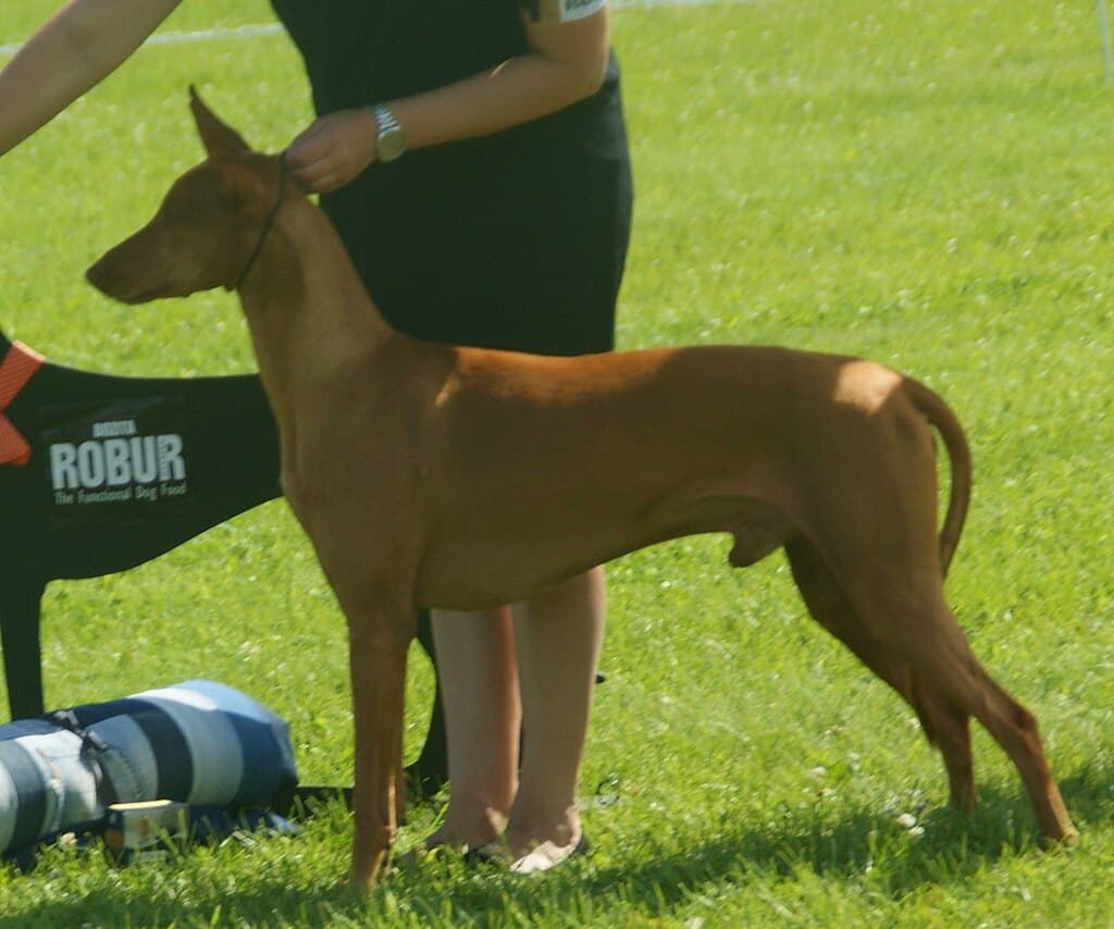 Pharaoh Hound, male.