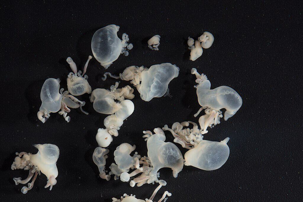 Portuguese Man o' War 