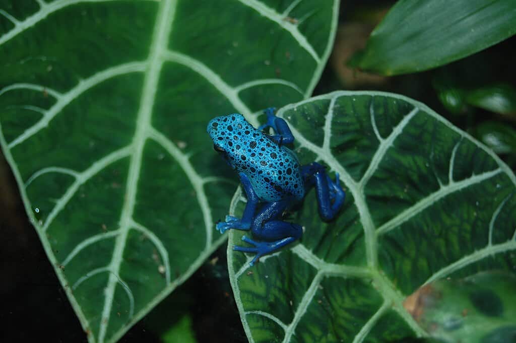 Blue Poison Arrow Frog