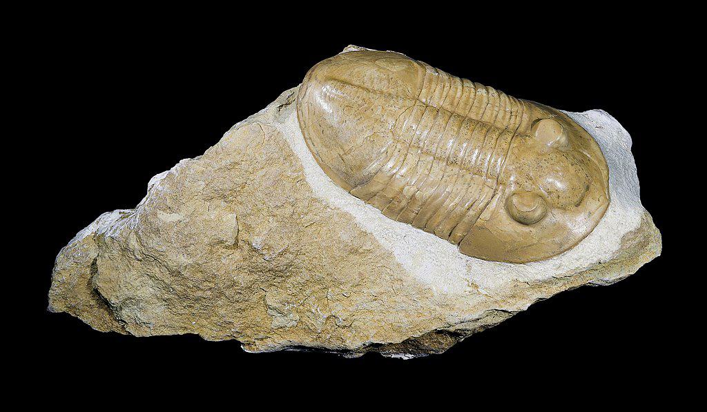 Trilobita
