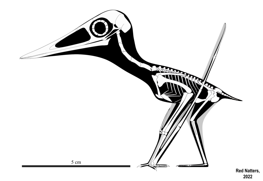 Pterodactylus spectabilis skeletal reconstruction