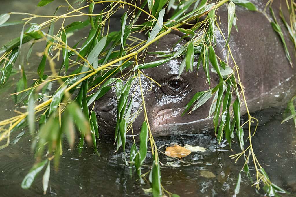 Swimming Pygmy Hippo