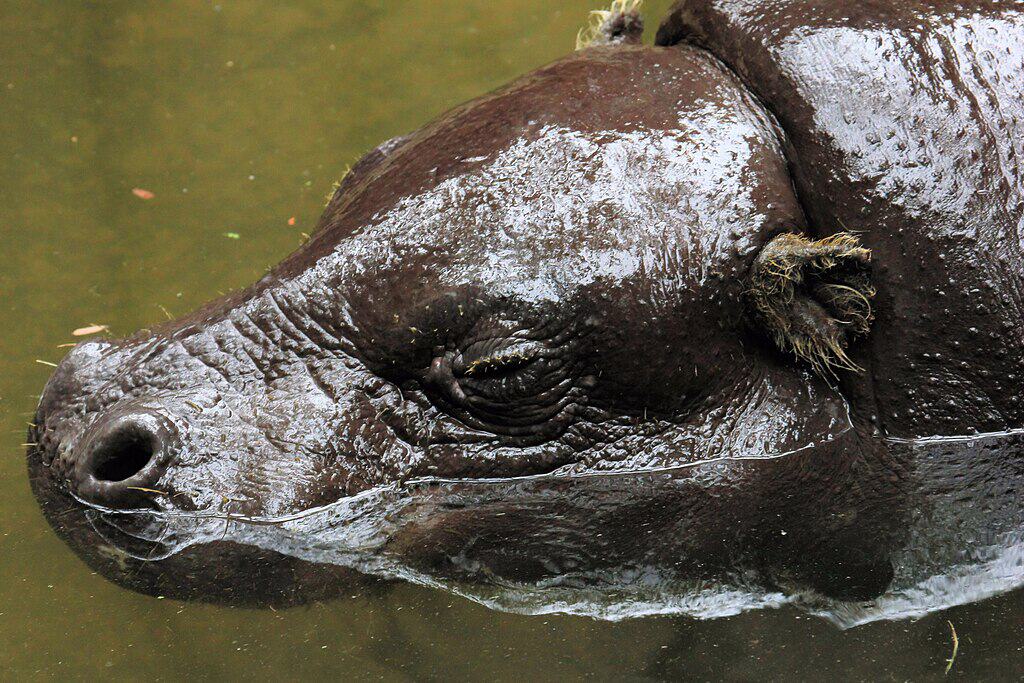 Pygmy Hippo in Water