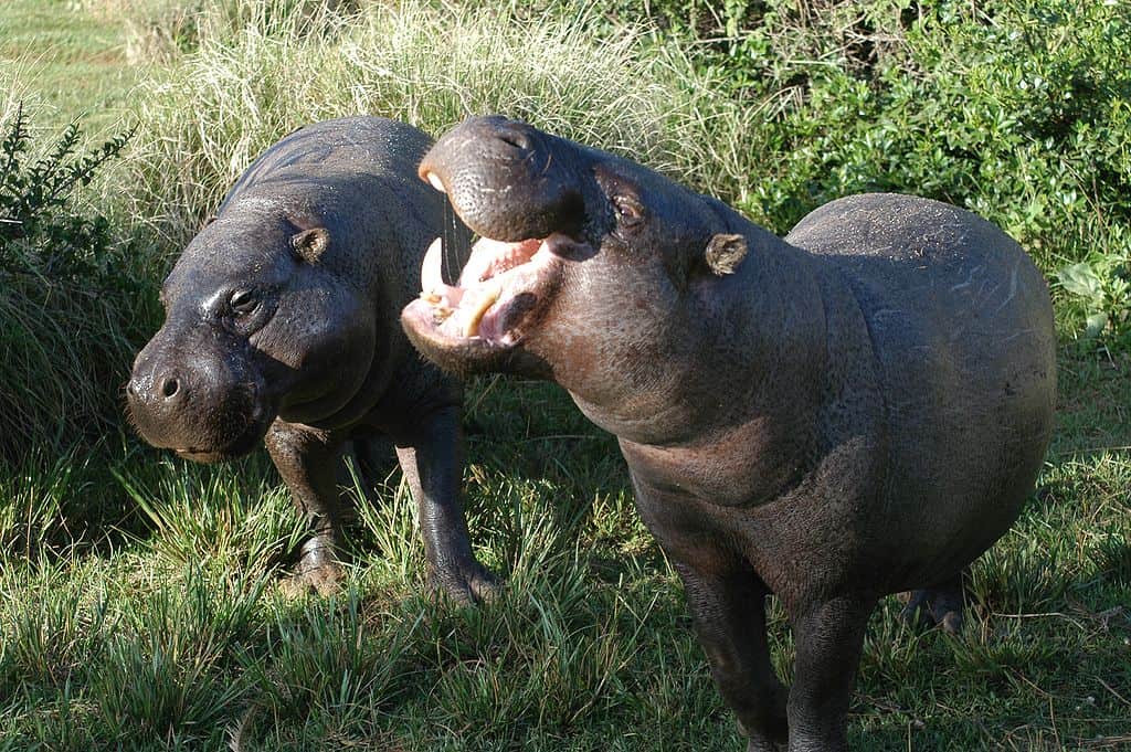 Pygmy Hippos
