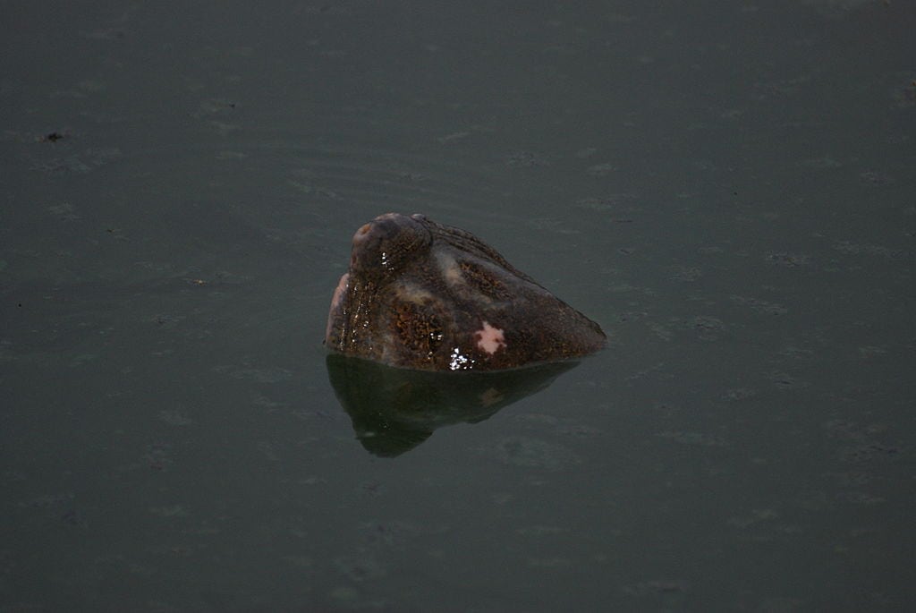 Yangtze Giant Softshell Turtle