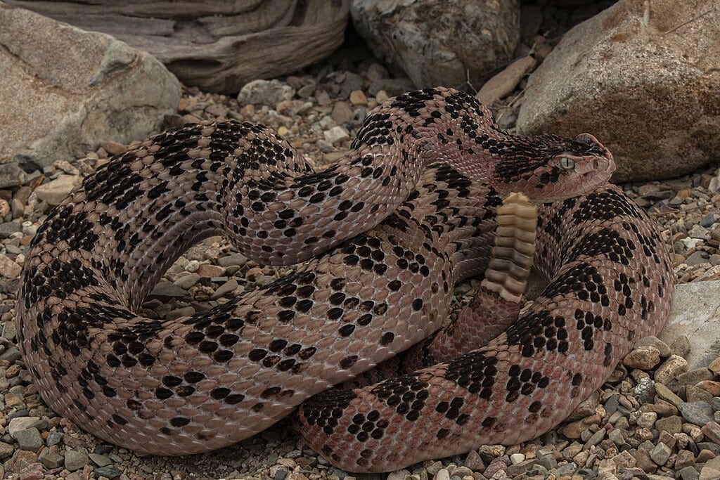 Rattlesnake