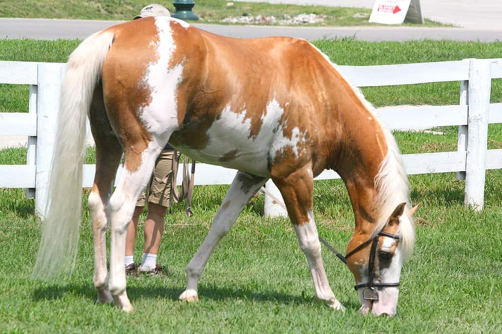 Sabino Horse Pattern