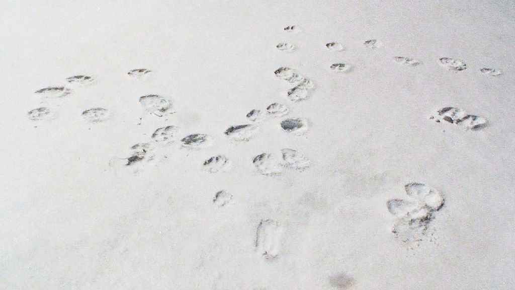 Snow Leopard Track