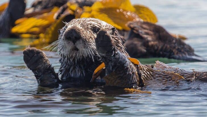 How Sea Otters Are Saving Coastal Ecosystems