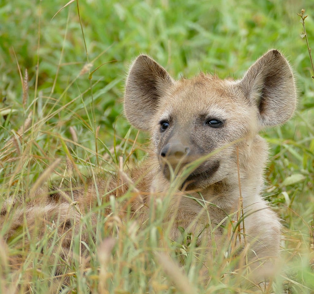 Spotted Hyena Pup