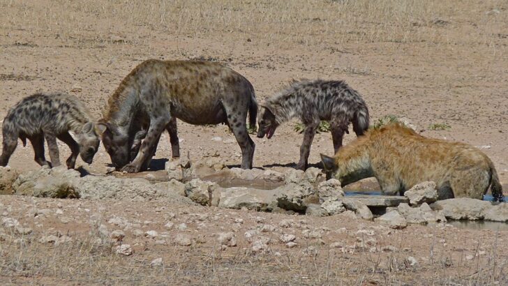 14 Predators That Rule the Animal Kingdom