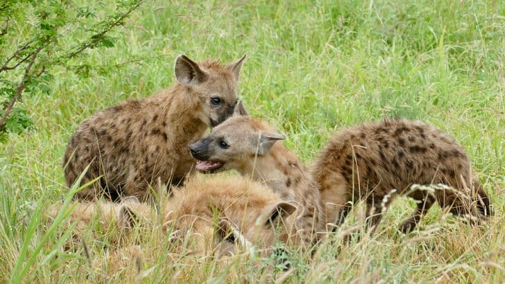 Wild Dogs That Form Alliances with Hyenas—For Survival