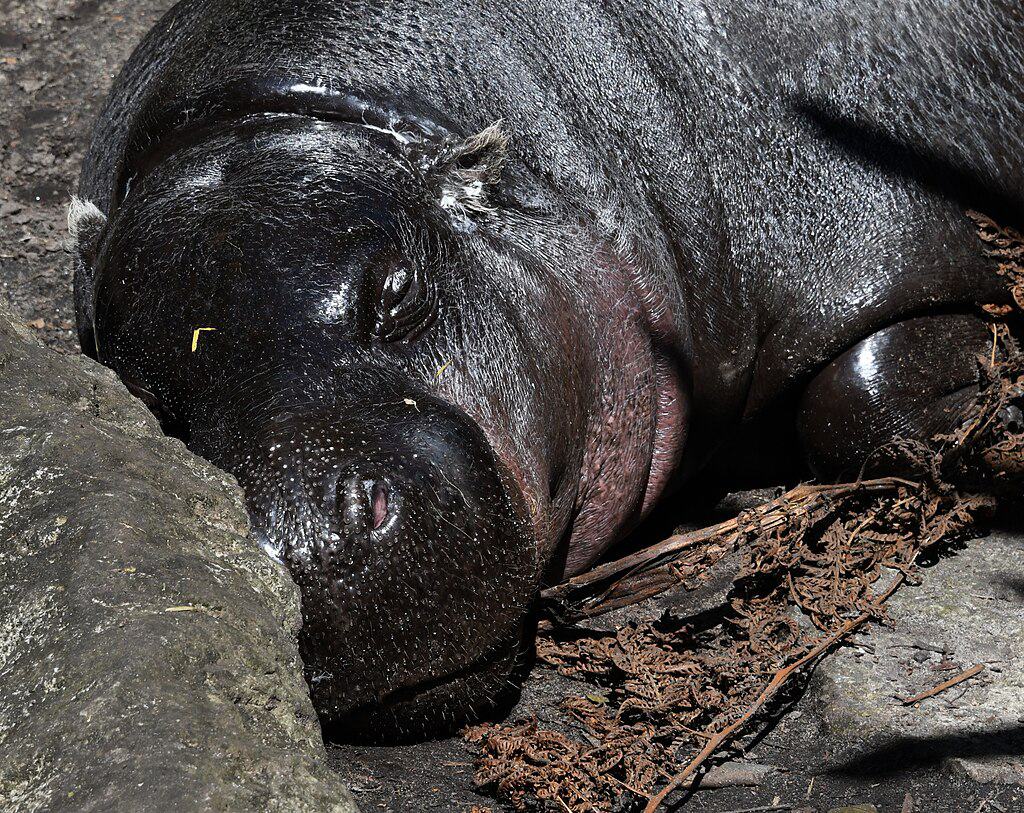 Sleeping Pygmy Hippo