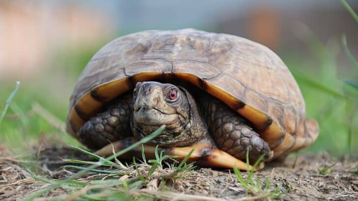 Why Turtles Breathe Through Their Butts in Winter