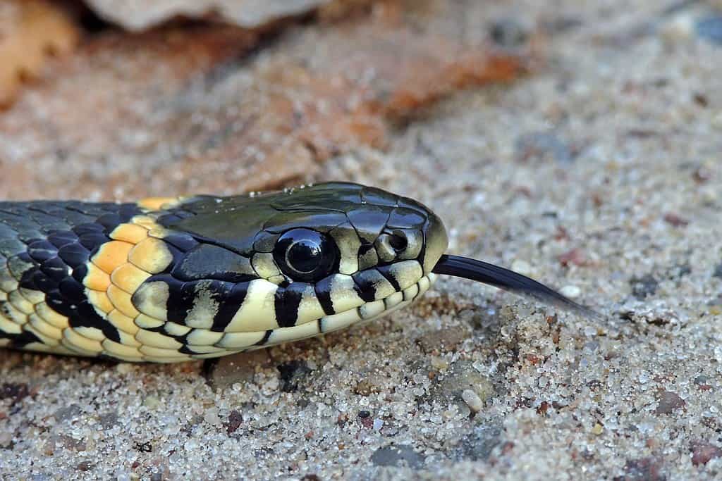 The Grass Snake