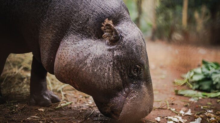 Why the Pygmy Hippo Moves Slowly But Deliberately