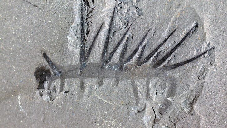 The Dinosaur Fossils That Changed Our Understanding of Prehistory
