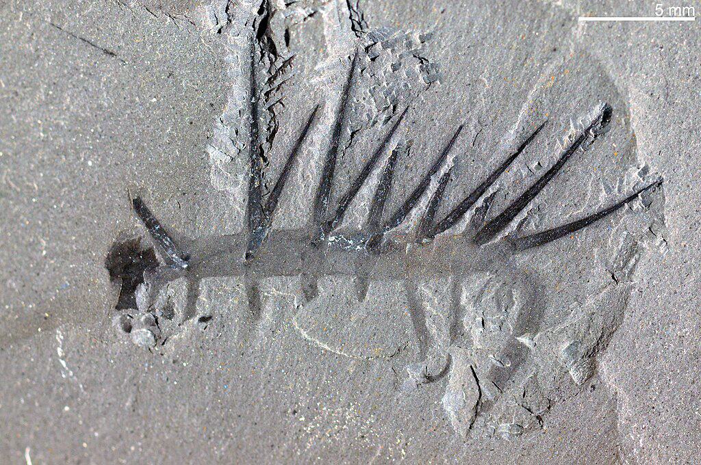 Hallucigenia Fossil
