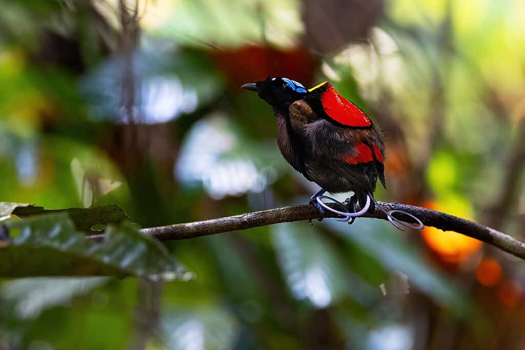 Wilson's Bird-of-Paradise