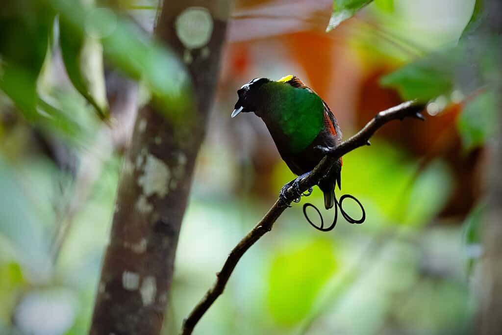 Wilson's Bird-of-Paradise